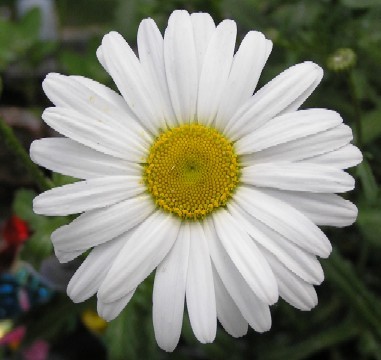 kopertina