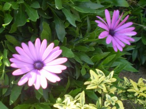 na blog 4