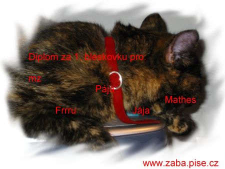 Diplom za 1. bl