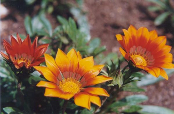 kytka na zahrad